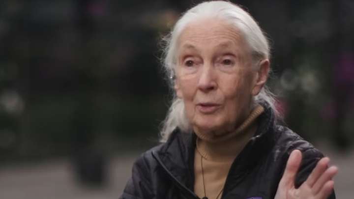 Jane Goodall Advierte sobre Impacto Ambiental de la IA: "Es Enorme, Consume Energía y Agua"