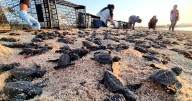 Llaman a respetar nidos de tortugas