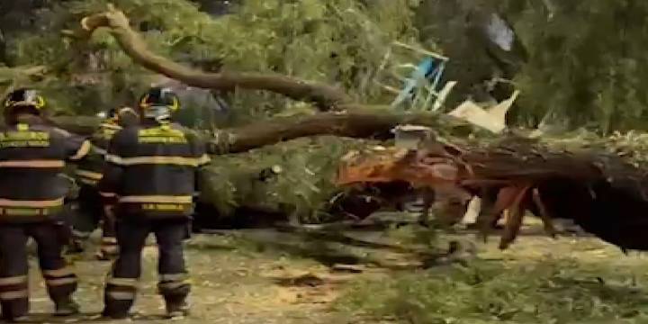 Tráiler choca contra un árbol y ocasiona tránsito lento en avenida Zaragoza