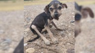 Texas Agent Stumbles Upon Emaciated Puppy Minutes From Losing Her Fight