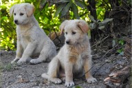 Owner Dumps Dogs in Woods—Heartbreaking Story Takes Unexpected Turn