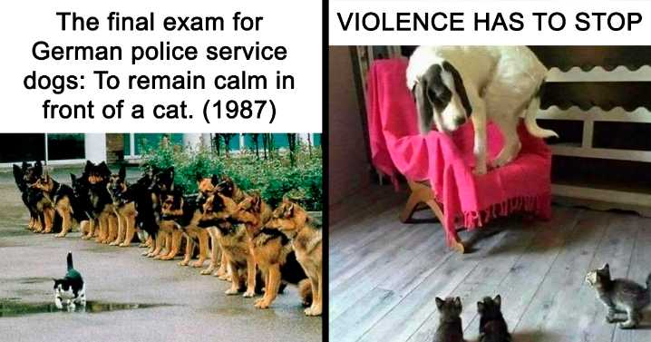 45 Hilariously Adorable Cat Memes That Might Warm Your Soul And Distract You From Life