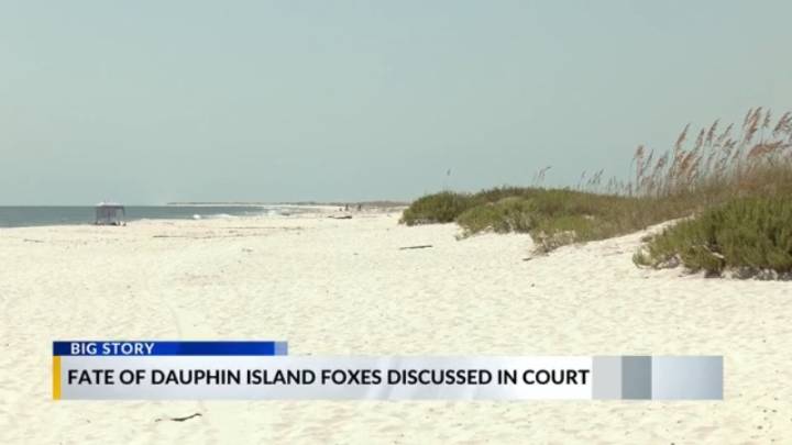 Future of Dauphin Island foxes remains undecided