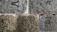 Mumbai Airport Customs Seizes Hydroponic Weed Worth ₹12 Crore; Passenger Arrested