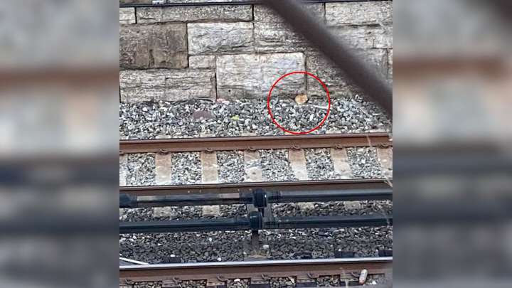 A Faint Cry On A New York Platform Sends One Woman On An Unexpected Rescue Mission