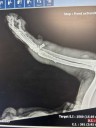 Youngstown dog found shot, at risk of leg amputation