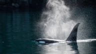Orca, MMR vaccine and the ACIP, CDC, FDA: Readout Newsletter