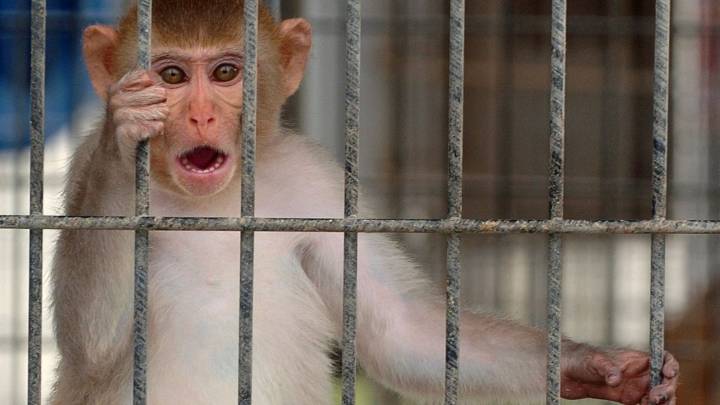 Monkeys on the loose in MS are not carrying Herpes, Covid, official says