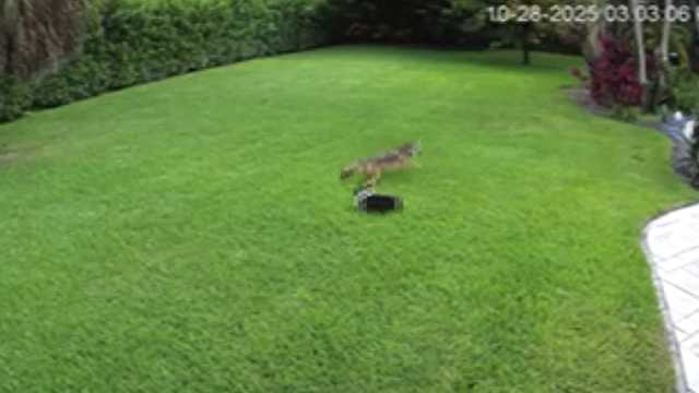 Video captures dog escaping coyote attack in Florida backyard