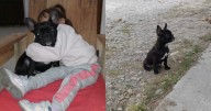 Todos a buscar: salteñita no deja de llorar por "chencho", su perrito perdido