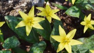 Bulbs: Litle garden miracles