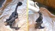 ¡No era el chupacabras!: SAG aclara a qué animal corresponde la criatura hallada en casa de Paillaco