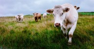 Horror as retired nurse trampled to death by herd of cows during dog walk