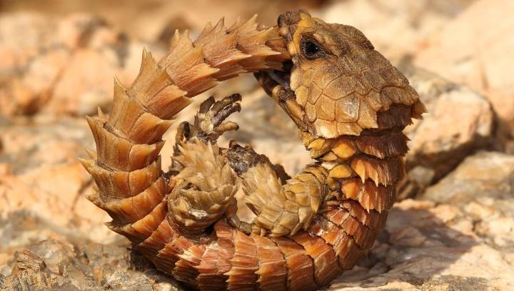 Armadillo Girdled Lizards Turn Themselves Into An Ouroboros To Protect Their Underbelly