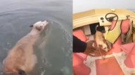 Mumbai News: Dog Stranded In Juhu Beach Waters For Three Days, Rescued After Massive Effort