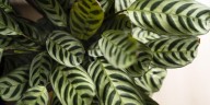Los ocho cuidados que hay que tener para que la Calathea crezca sana y rápido en el hogar