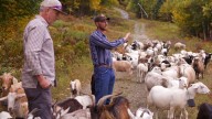 Livestock landscaping: Vermont ski areas employ goats and sheep to clear the slopes