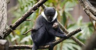 Edinburgh Zoo welcomes rare and endangered baby monkey in adorable photos