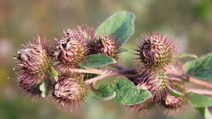 How To Identify And Treat Sticker Weeds In The Fall