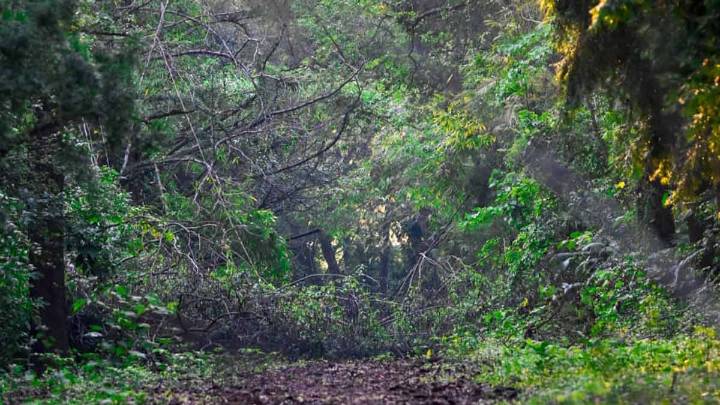 Powering a greener tomorrow: India moves up to 9th spot in forest area, retains 3rd in annual gain
