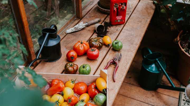 What's The Best Fertilizer To Use For Tomato Plants In 2025?