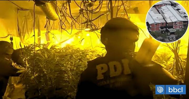 Comerciante de Meiggs era narco: arrendó un block entero para cultivar droga en Lo Espejo