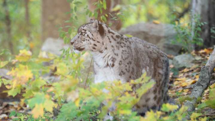 Take an inside look at Battle Creek's Binder Park Zoo as season ends