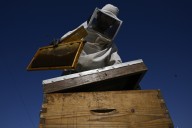 Athens, Greece, is abuzz with urban beekeeping