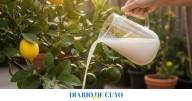 Qué pasa si regás tu limonero con agua de arroz y por qué muchos lo hacen