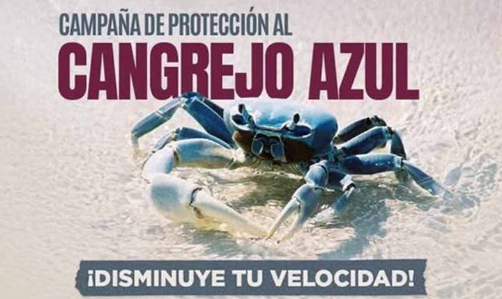 Realiza gobierno de BJ fecha de campaña para cuidado de Cangrejo Azul