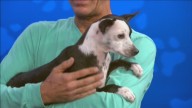 Pet of the Week: Domino
