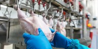 Crecen las exportaciones de carne aviar