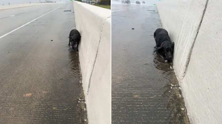 Woman Sees Something Move On A Stormy Texas Highway And Finds A Life Waiting To Be Saved