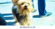 Esto es lo primero que tenés que hacer cuando volvés de pasear con tu perro