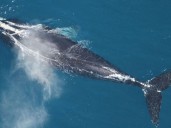 Alentador: encontraron 8 nuevas ballenas de la especie más rara del mundo