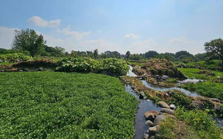 Cuautla trabaja por un berro más sustentable y con denominación de origen