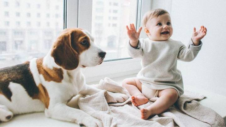 El perro es un aliado inesperado para la salud del bebé