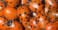 Ladybirds 'swarm' the UK today and here's why they're about to invade our homes