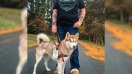 Georgia Therapy Dog Turns A Simple Walk In The Woods Into An Unexpected Discovery