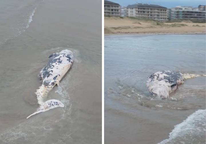 Aparece el cadáver de una ballena de Cuvier en la playa Salvé de Laredo