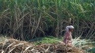 Chhath Puja 2025: The Sacred Role Of Sugarcane In Honouring Surya Dev And Chhathi Maiya
