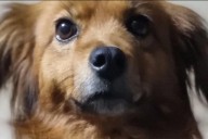 Con sus ladridos, una perrita salvó a una niña perdida en el monte