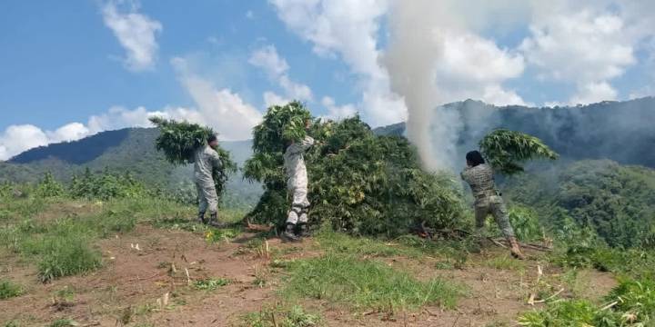 Guardia Nacional destruye cerca de 14 mil 600 metros cuadrados al ser plantíos de marihuana en Jalisco