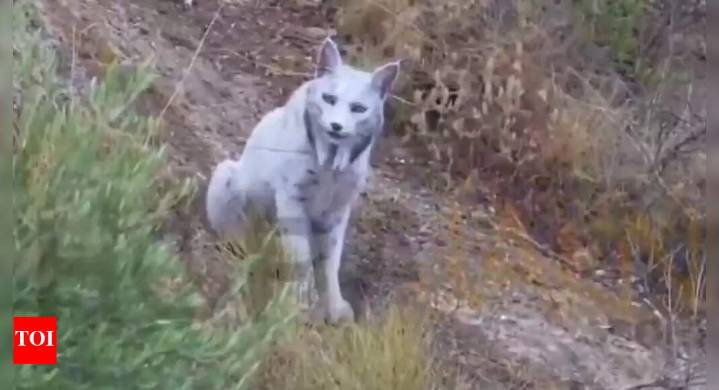 World’s first rare white Iberian lynx captured on camera in Spain’s wild mountains