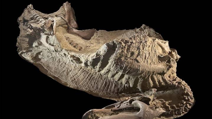 Rare dinosaur mummies help scientists recreate their prehistoric lives