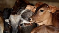 Cattle smuggling bid foiled, Kerala man shot at while trying to escape Karnataka Police