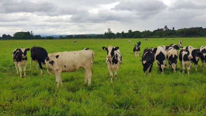 Robo millonario de 43 vaquillonas sacudió a productores de Entre Ríos
