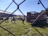 Caos vial en la México-Texcoco por escape de ganado en Rancho Castilla