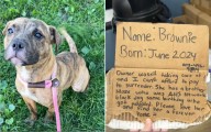 Tears As Dog Abandoned By Highway With Heartbreaking Note
