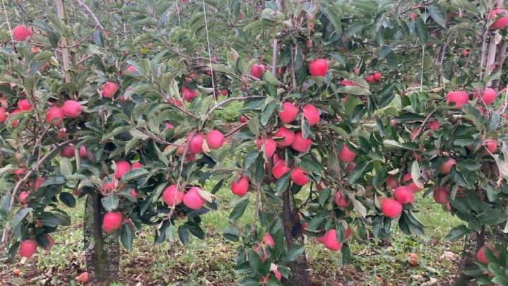 Govt to Ban Harmful Fertilisers, Pesticides and Artificial Fruit Colouring in Jammu Kashmir